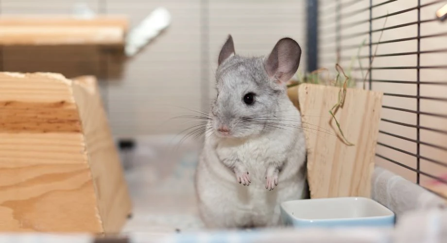 chinchilla