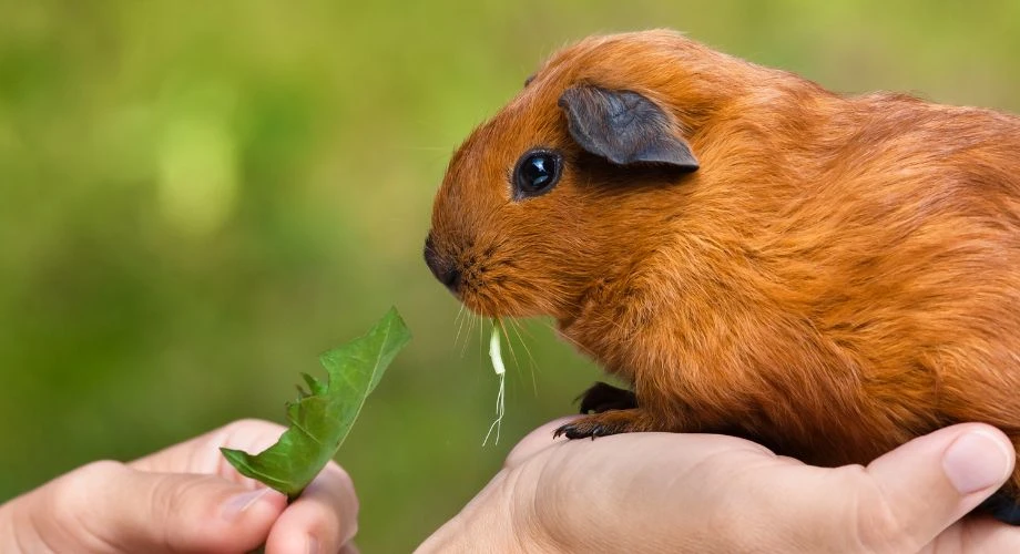 cobaya