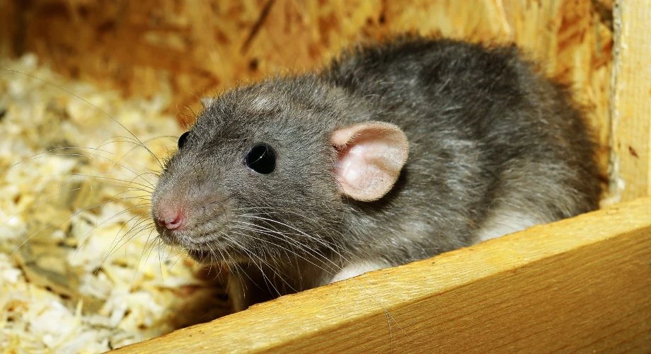 rata