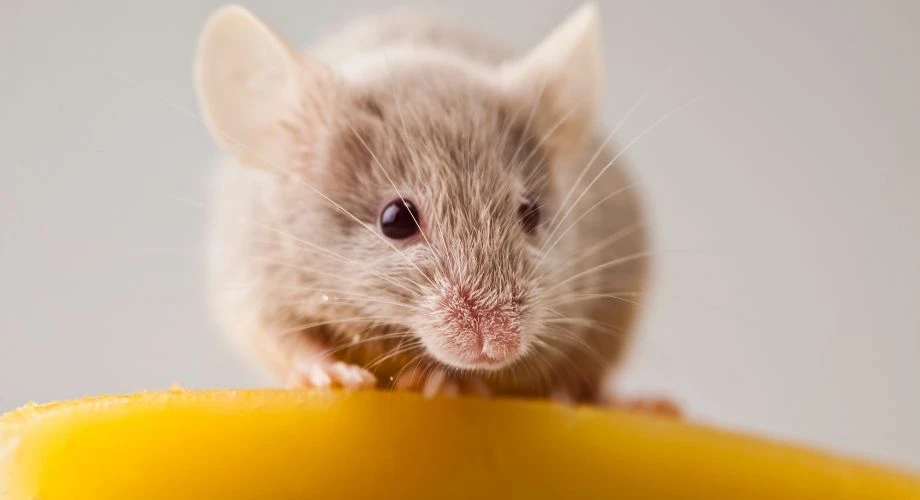 ratón