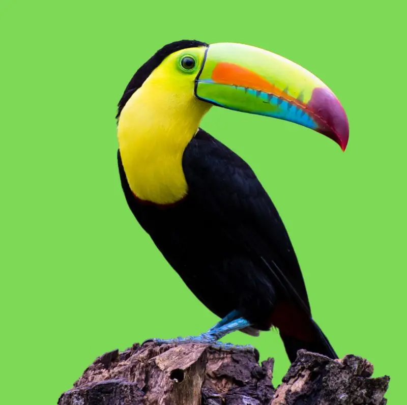 Tucán