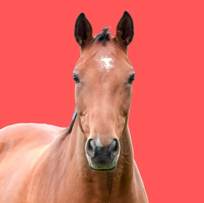 Caballo