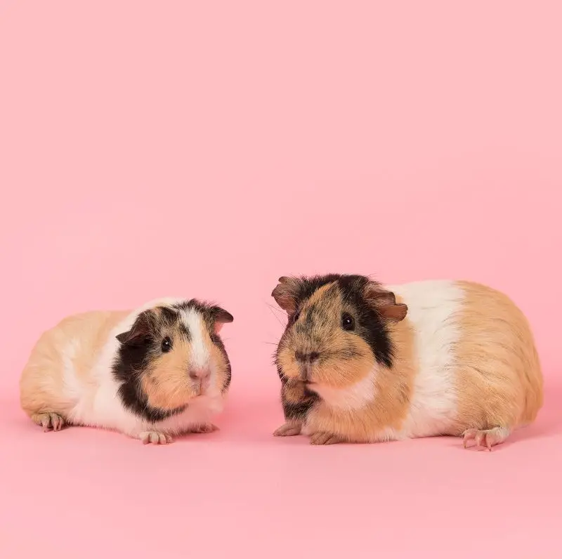 Cobaya