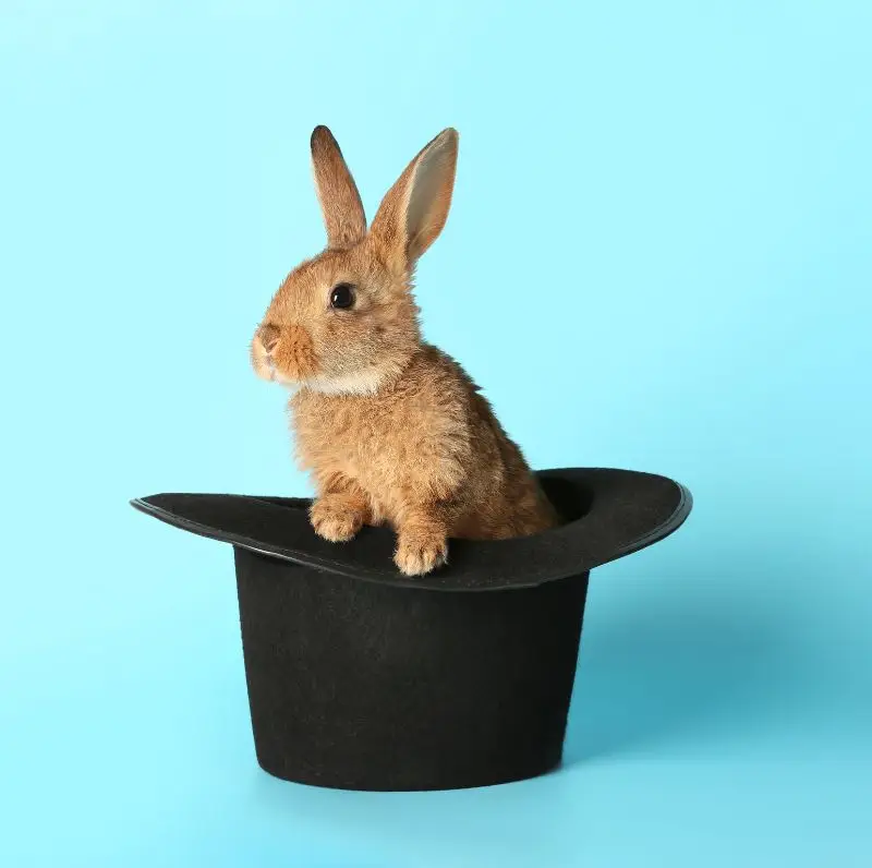 Conejo