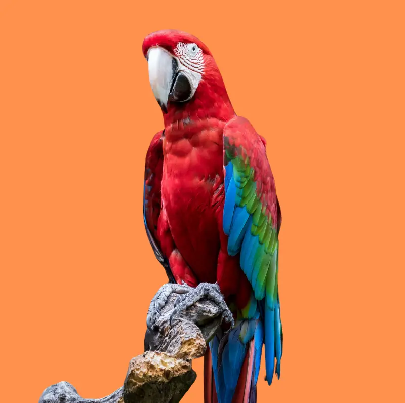 Guacamaya