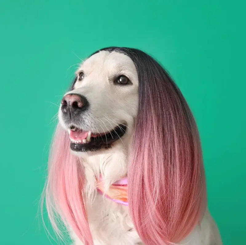 Perro