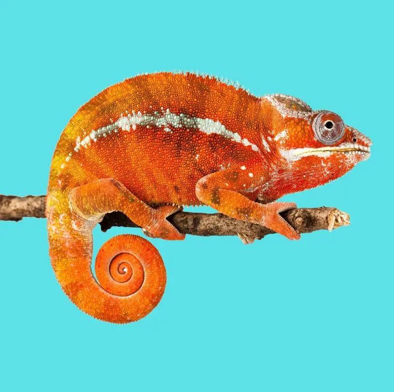Camaleón