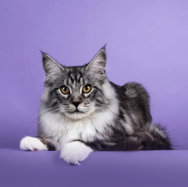 Gato
