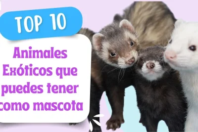 Animales Exóticos que puedes tener como mascota