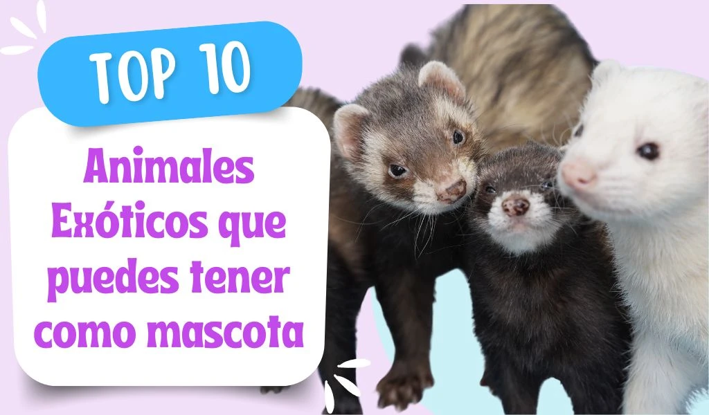 Animales Exóticos que puedes tener como mascota