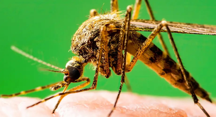 Síntomas de la leishmaniosis en perros