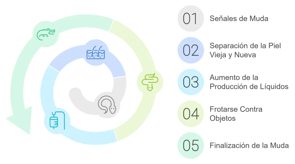 Proceso de muda de serpiente