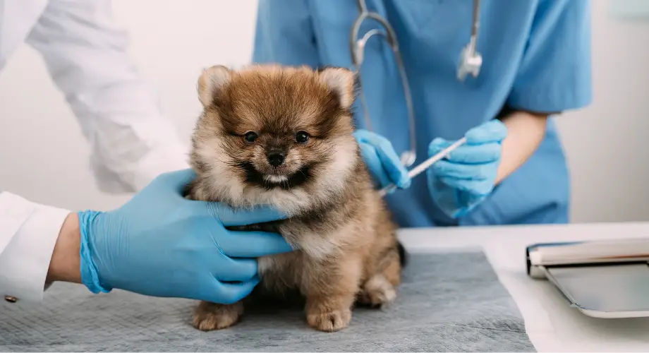 Prevención de la leishmaniosis en perros