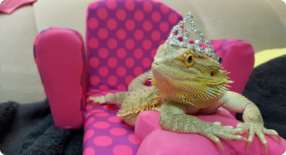 10 animales exóticos que se pueden tener como mascota
