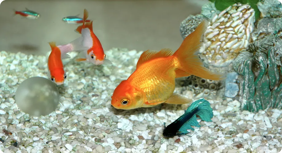 20 mejores peces para tener en casa