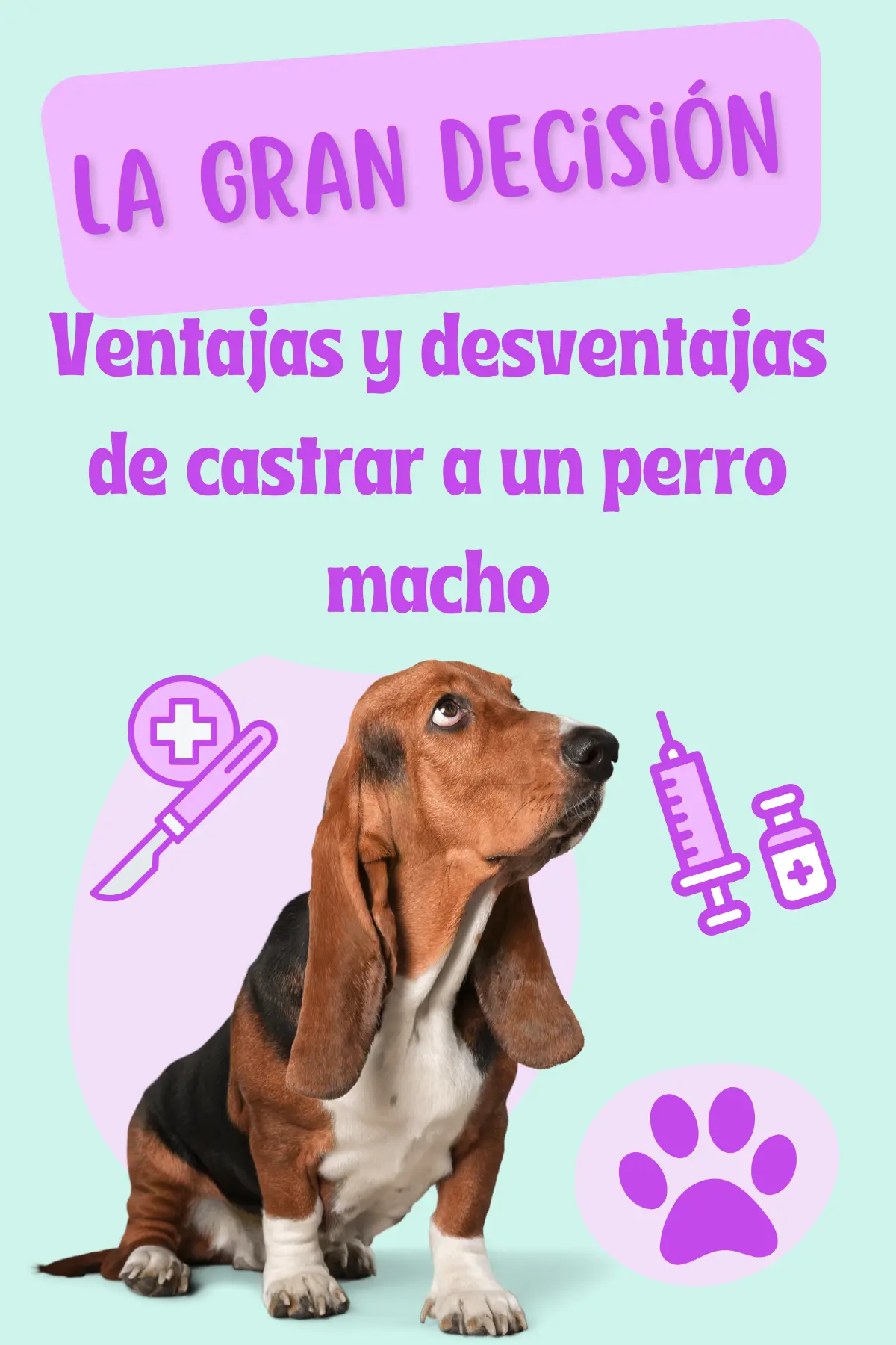 Castración de perros