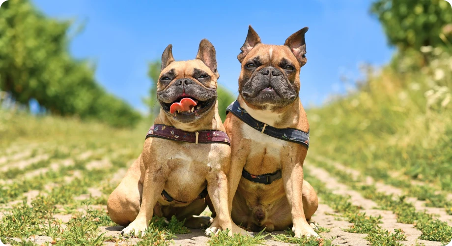 Cómo debe quedar un arnés para perro