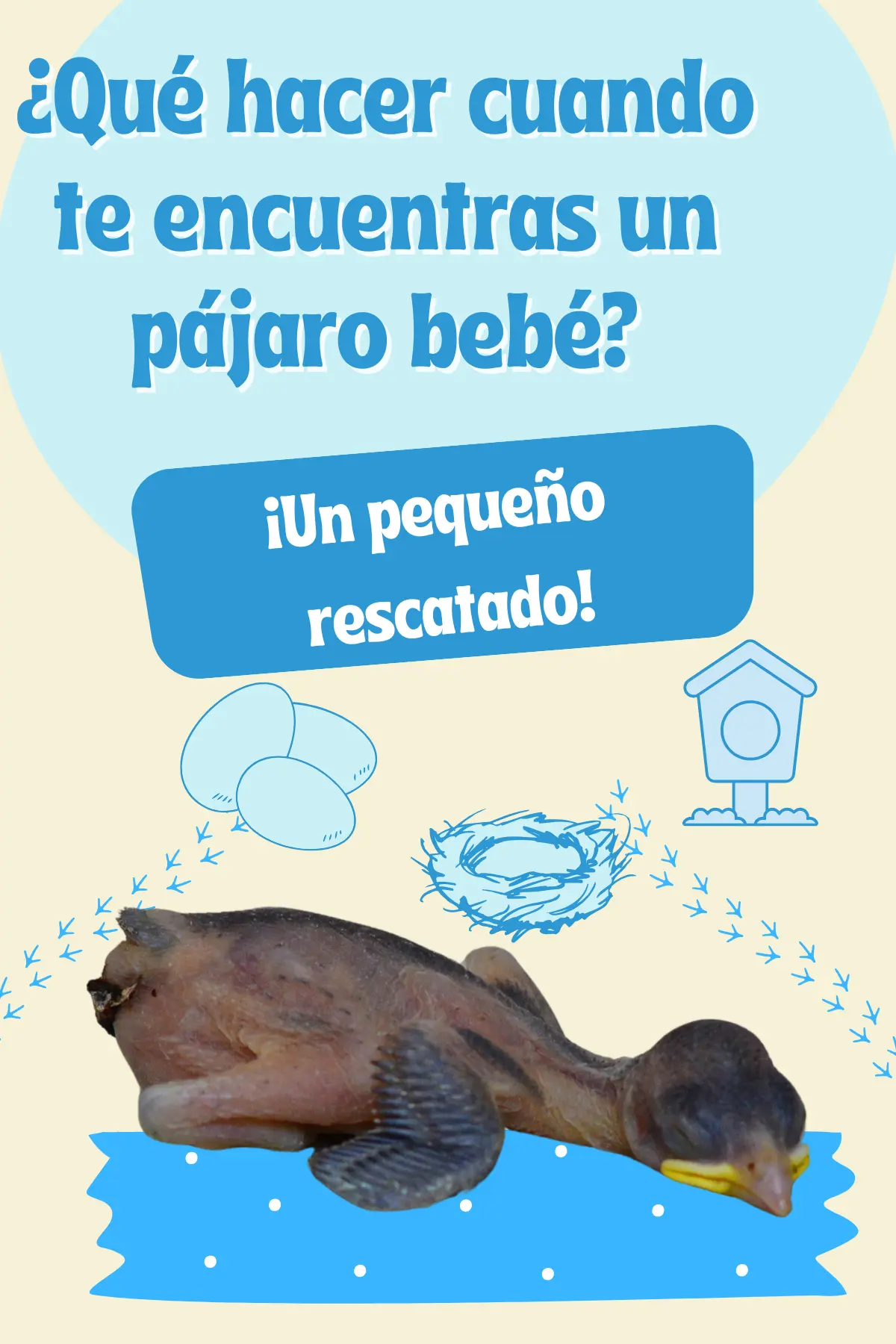 Encontrar pájaro bebé