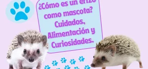 Erizos de tierra