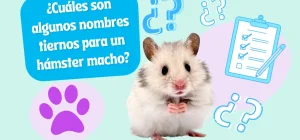Nombre Hamster macho