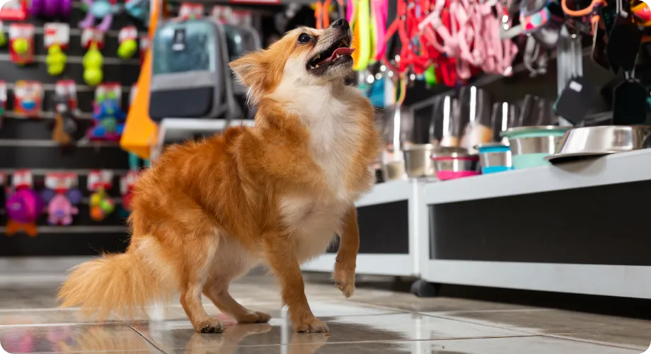 Tendencias en el cuidado de mascotas