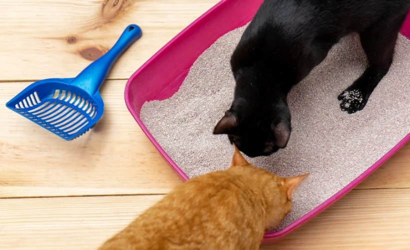 Tipos de arena de gato y su mantenimiento
