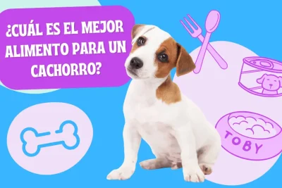 cual es el mejor alimento para un cachorro