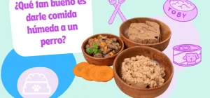 comida humeda perros