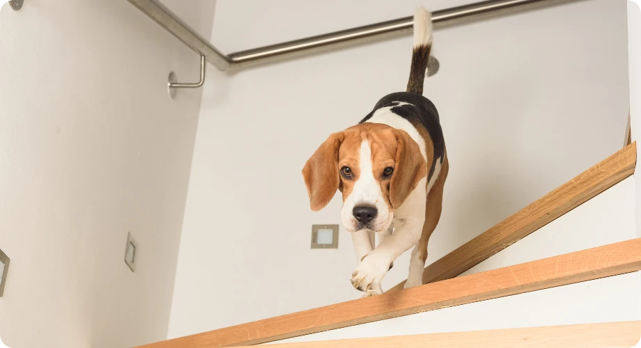 como hago para que mi perro suba escaleras