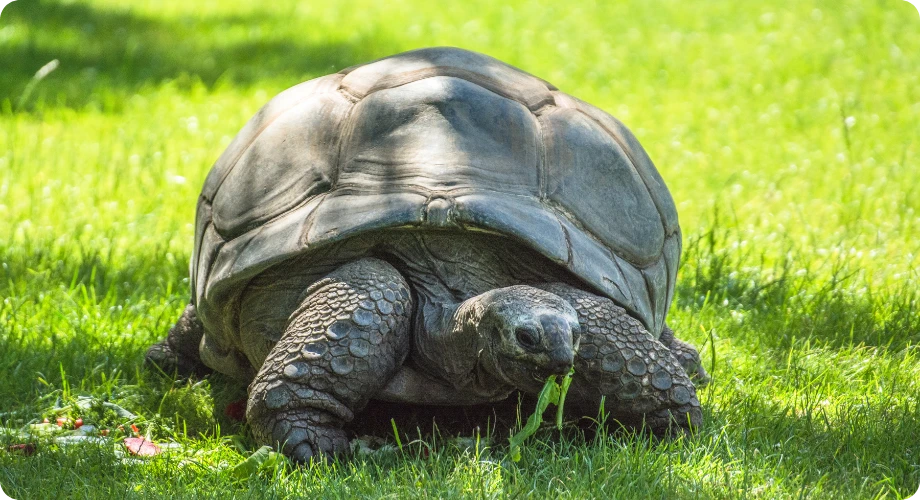cuidar a una tortuga de tierra en invierno