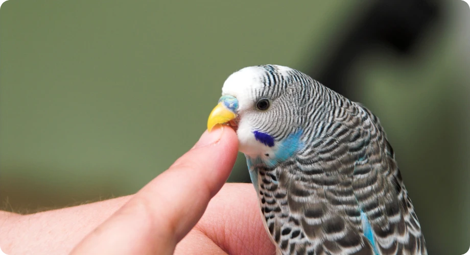 cuidar de un pájaro en casa