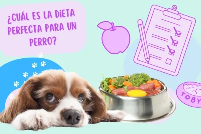 dieta perro saludable