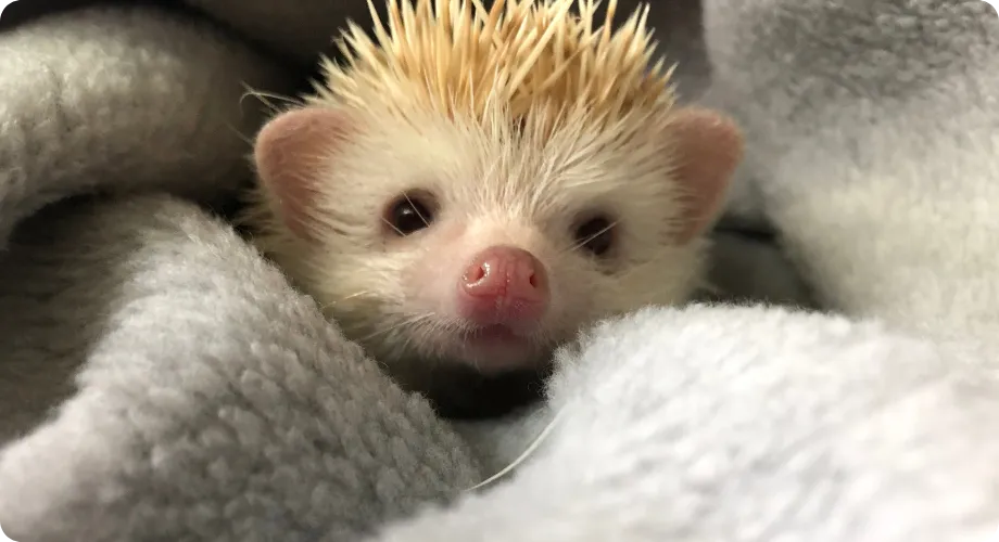 erizo como mascota