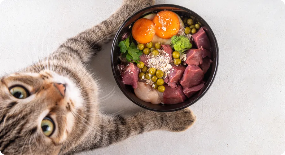 _futuro de la comida para mascotas