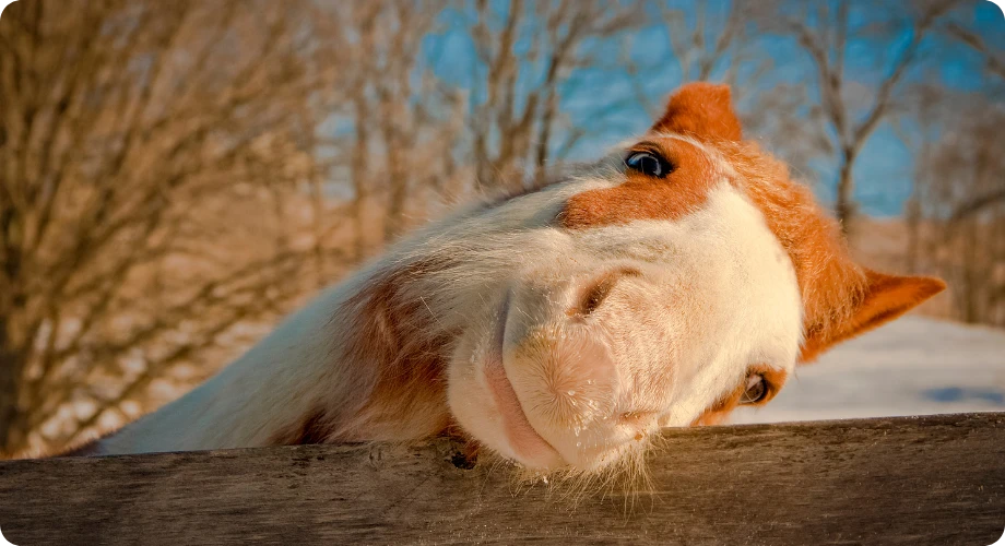 nombre caballo