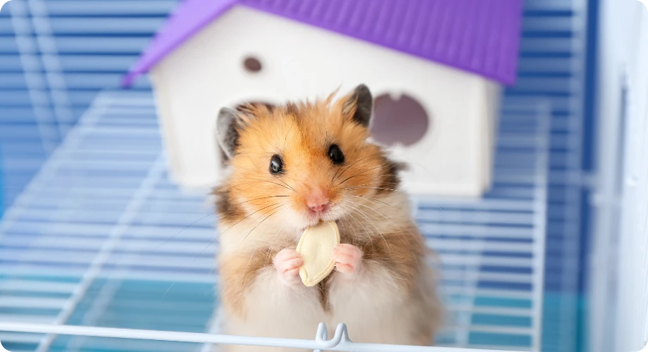 nombre hamster