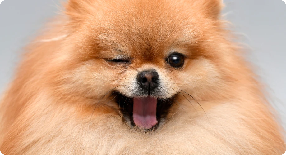 nombre perrita marron
